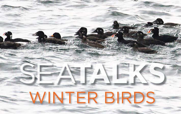 SIMRES Winter Birds talk at East Point, Saturna Island